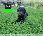 Small Photo #6 Labrador Retriever Puppy For Sale in EAGLE POINT, OR, USA