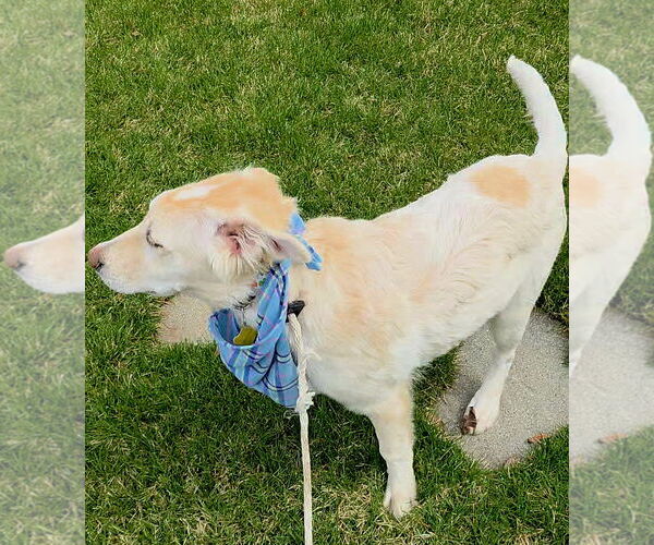 Medium Photo #8 Huskies -Unknown Mix Puppy For Sale in Sandy, UT, USA