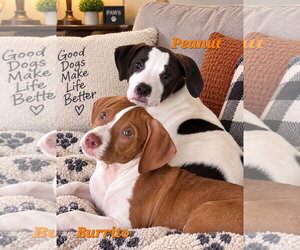 Burrito - Male American Pit Bull Terrier Dog for Adoption - Photo #4