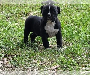 American Bully Puppy for Sale in TRENTON, Florida USA