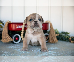 Medium Victorian Bulldog
