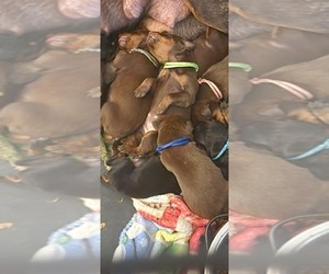 Doberman Pinscher Puppy for Sale in GILMER, Texas USA