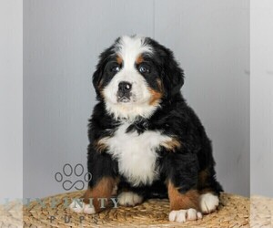 Medium Bernese Mountain Dog