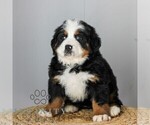 Small Bernese Mountain Dog