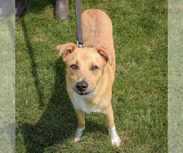 Medium Photo #3 Collie-Unknown Mix Puppy For Sale in Huntley, IL, USA