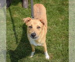 Small #2 Collie Mix