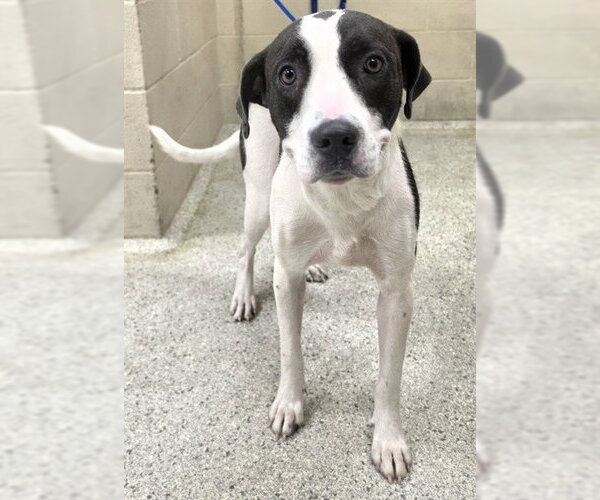 Medium Photo #1 Mutt Puppy For Sale in Conroe, TX, USA