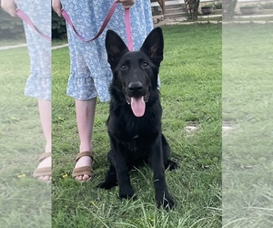 German Shepherd Dog Puppy for Sale in WACO, Texas USA