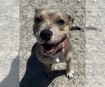 Small #4 American Pit Bull Terrier