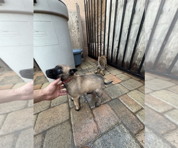 Medium Photo #7 Belgian Malinois Puppy For Sale in OXNARD, CA, USA