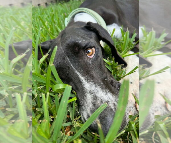 Medium Photo #8 Great Dane Puppy For Sale in Bullard, TX, USA