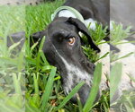 Small #7 Great Dane