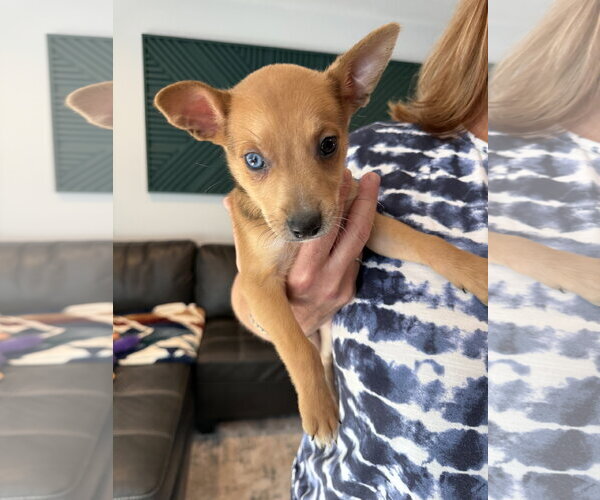 Medium Photo #1 Australian Terrier-German Shepherd Dog Mix Puppy For Sale in Duluth, MN, USA
