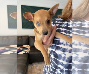 Australian Terrier-German Shepherd Dog Mix Dogs for adoption in Duluth, MN, USA