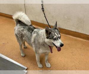 Siberian Husky Dogs for adoption in Martinez, CA, USA