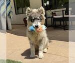 Small #3 Siberian Husky