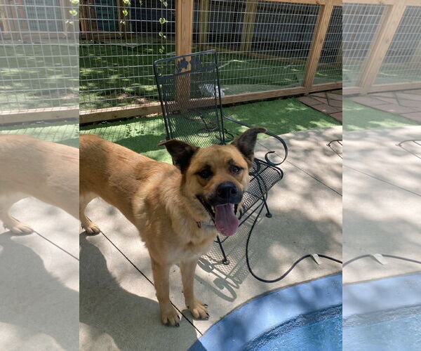 Medium Photo #3 Akita-Rottweiler Mix Puppy For Sale in Leavenworth, KS, USA