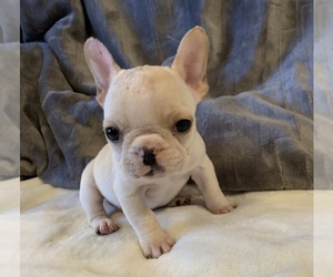 French Bulldog Puppy for sale in JOHNS ISLAND, SC, USA