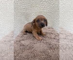 Small #12 Chiweenie-Jack Russell Terrier Mix
