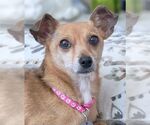 Small #1 Chihuahua