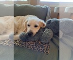 Small Photo #1 English Cream Golden Retriever Puppy For Sale in PRESCOTT VALLEY, AZ, USA