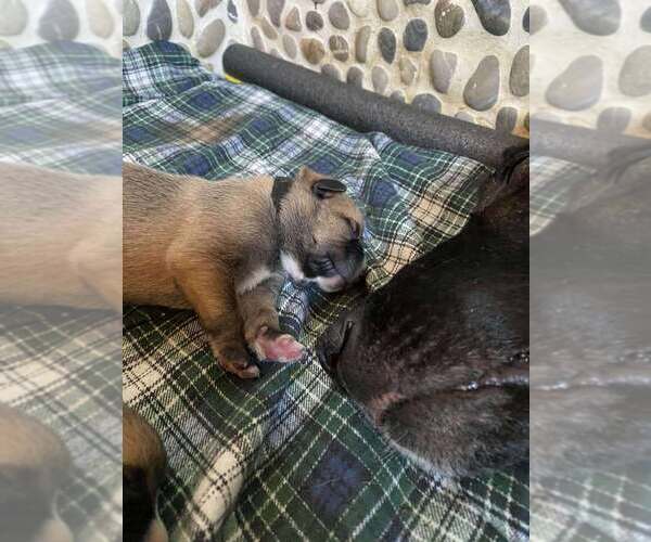 Medium Photo #2 Mutt Puppy For Sale in Imlay City, MI, USA