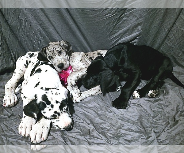 Medium Photo #2 Daniff Puppy For Sale in LAKE ELSINORE, CA, USA