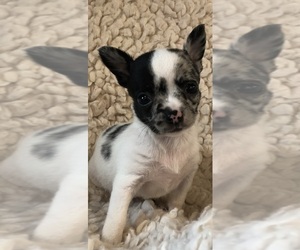 Chihuahua Puppy for Sale in SHERMAN, Texas USA
