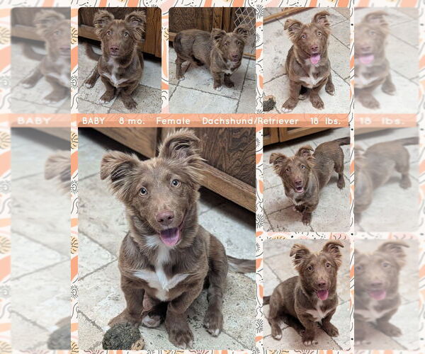Medium Photo #1 Dachshund-Retriever  Mix Puppy For Sale in Mesa, AZ, USA