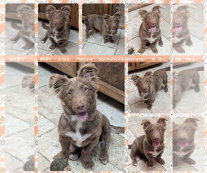 Dachshund-Retriever  Mix Dogs for adoption in Mesa, AZ, USA