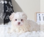 Small #2 Havanese