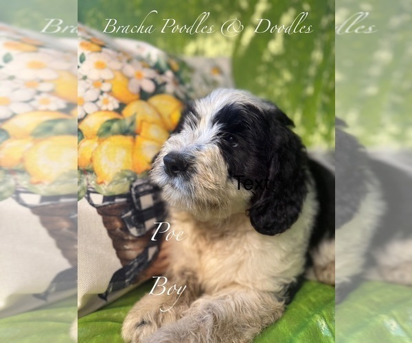 Medium Photo #6 Golden Mountain Doodle  Puppy For Sale in SAINT CLOUD, MN, USA