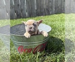 Small #1 French Bulldog