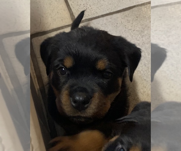 Full screen Photo #4 Rottweiler Puppy For Sale in GRANTS PASS, OR, USA