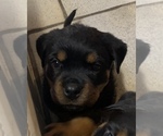 Small Photo #4 Rottweiler Puppy For Sale in GRANTS PASS, OR, USA