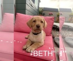 Puppy Beth Labrador Retriever