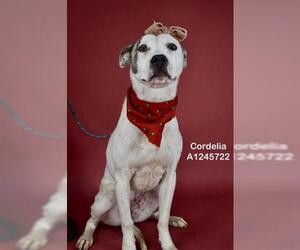 Mutt Dogs for adoption in Bakersfield, CA, USA