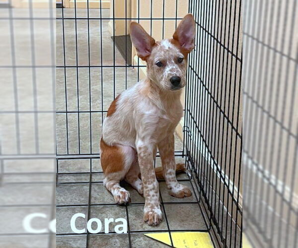 Medium Photo #6 Red Heeler-Unknown Mix Puppy For Sale in Mountain View, AR, USA
