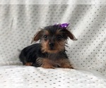 Small Photo #6 Yorkshire Terrier Puppy For Sale in LAKELAND, FL, USA