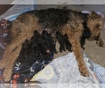 Small Airedale Terrier