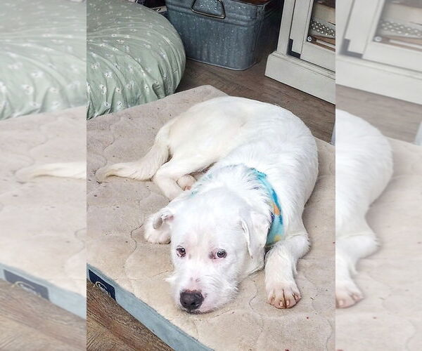 Medium Photo #3 Mutt Puppy For Sale in Gloversville, NY, USA