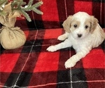Small Photo #3 Cavachon-Poodle (Miniature) Mix Puppy For Sale in CEDAR PARK, TX, USA