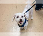 Small #10 Maltese Mix