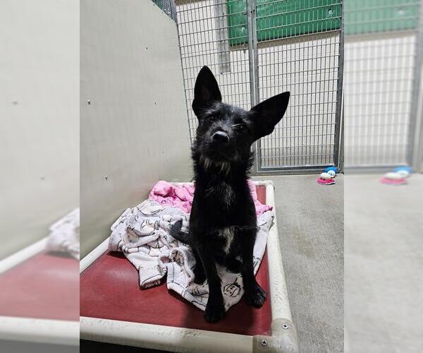 Medium Photo #1 Dachshund-Miniature Schnauzer Mix Puppy For Sale in Frisco, CO, USA