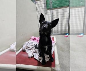 Dachshund-Miniature Schnauzer Mix Dogs for adoption in Frisco, CO, USA