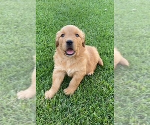 Golden Retriever Puppy for sale in SANTA ANA, CA, USA