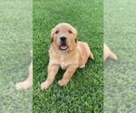 Small Golden Retriever