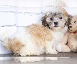Zuchon Puppy for sale in RED LION, PA, USA