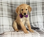 Small Photo #10 Golden Retriever Puppy For Sale in LAKELAND, FL, USA