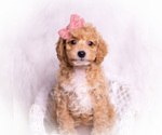 Small Photo #32 Poodle (Miniature) Puppy For Sale in WARSAW, IN, USA